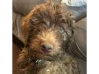 Labradoodle Puppy for sale in Lancaster, CA, USA