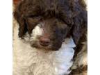 Labradoodle Puppy for sale in Lancaster, CA, USA