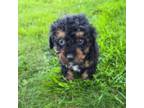 Poodle (Toy) Puppy for sale in Lambertville, MI, USA
