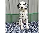 Dalmatian Puppy for sale in Bethany, IL, USA