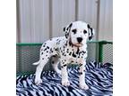 Dalmatian Puppy for sale in Bethany, IL, USA