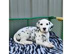 Dalmatian Puppy for sale in Bethany, IL, USA