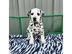 Dalmatian Puppy for sale in Bethany, IL, USA