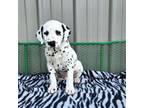 Dalmatian Puppy for sale in Bethany, IL, USA