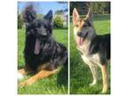 German Shepherd Dog Puppy for sale in Bluffton, OH, USA
