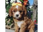 Cavapoo Puppy for sale in Milton, IA, USA