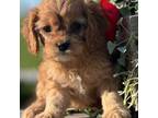 Cavapoo Puppy for sale in Milton, IA, USA