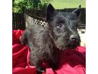 Scottish Terrier Puppy for sale in Wytheville, VA, USA