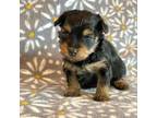 Mutt Puppy for sale in Hawarden, IA, USA