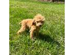 Mutt Puppy for sale in Hamilton, OH, USA