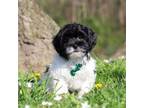 Zuchon Puppy for sale in Millersburg, OH, USA