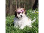 Zuchon Puppy for sale in Millersburg, OH, USA