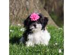 Zuchon Puppy for sale in Millersburg, OH, USA