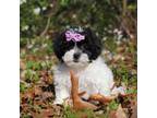 Zuchon Puppy for sale in Millersburg, OH, USA