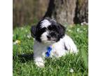 Zuchon Puppy for sale in Millersburg, OH, USA