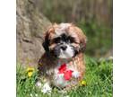 Lhasa Apso Puppy for sale in Millersburg, OH, USA