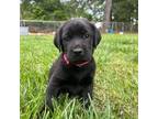 Labrador Retriever Puppy for sale in Liberty, SC, USA