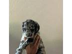 Mutt Puppy for sale in Maricopa, AZ, USA