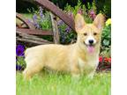 Pembroke Welsh Corgi Puppy for sale in Macon, MS, USA