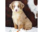 Miniature Australian Shepherd Puppy for sale in Macon, MS, USA