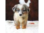 Miniature Australian Shepherd Puppy for sale in Macon, MS, USA