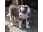 Border Collie Puppy for sale in Wichita, KS, USA