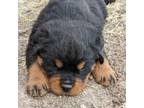 Rottweiler Puppy for sale in Temple, TX, USA