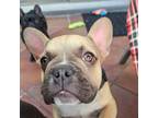 French Bulldog Puppy for sale in Pembroke Pines, FL, USA