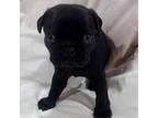 Pug Puppy for sale in Winston Salem, NC, USA