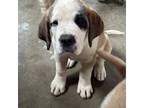 Saint Bernard Puppy for sale in Alexandria, MN, USA