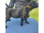 Cane Corso Puppy for sale in Ocala, FL, USA