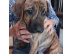 Dutch Shepherd Dog Puppy for sale in Lake Placid, NY, USA