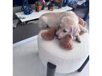 Labrador Retriever Puppy for sale in Miramar, FL, USA