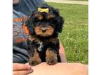 Cavapoo Puppy for sale in Cabool, MO, USA