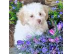 Maltipoo Puppy for sale in Appomattox, VA, USA