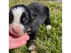 Miniature Australian Shepherd Puppy for sale in Tulsa, OK, USA