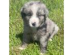 Dakota- Blue Merle