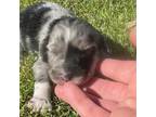 Miniature Australian Shepherd Puppy for sale in Tulsa, OK, USA