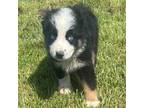 Miniature Australian Shepherd Puppy for sale in Tulsa, OK, USA