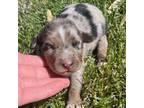 Miniature Australian Shepherd Puppy for sale in Tulsa, OK, USA