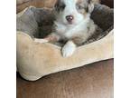 Miniature Australian Shepherd Puppy for sale in Tulsa, OK, USA