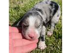 Diamond- Blue Merle