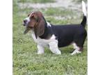 Basset Hound Puppy for sale in Memphis, MO, USA