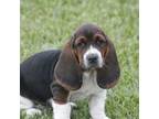 Basset Hound Puppy for sale in Memphis, MO, USA