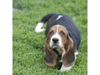 Basset Hound Puppy for sale in Memphis, MO, USA