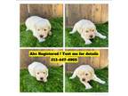 Golden Retriever Puppy for sale in Los Angeles, CA, USA