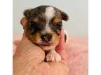 Yorkshire Terrier Puppy for sale in Chunchula, AL, USA