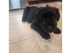 Mini Whoodle (Wheaten Terrier/Miniature Poodle) Puppy for sale in Bristol, TN, USA