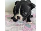 Boston Terrier Puppy for sale in Windom, TX, USA