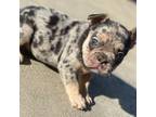 French Bulldog Puppy for sale in Ocala, FL, USA